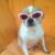chihuahua with glasses