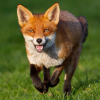 KobeSwiftPaw